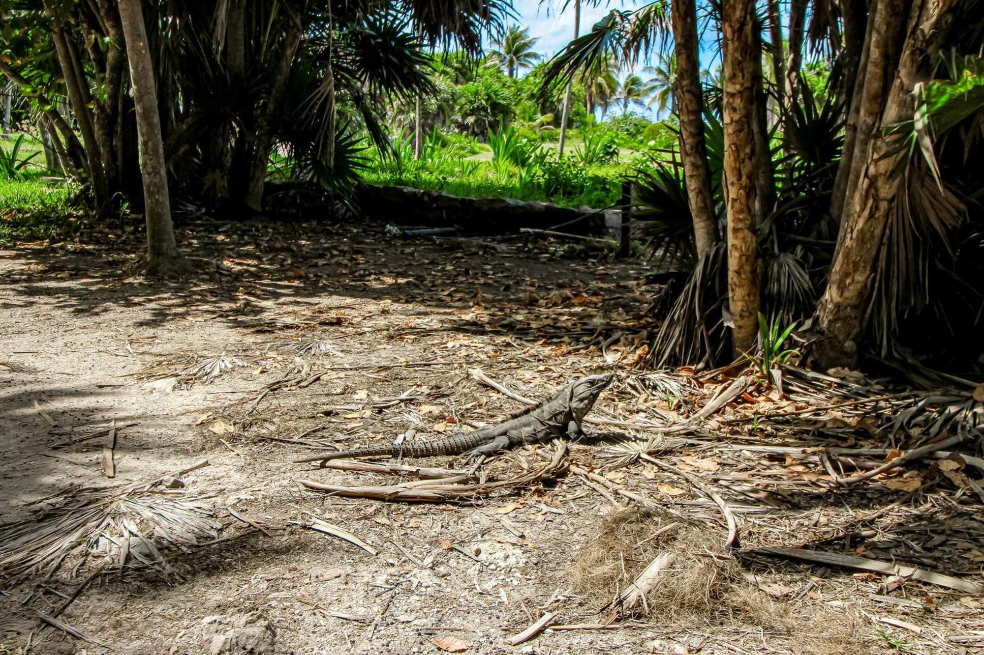 Miraluna 233 At Luum Zama Tulum Eksteriør billede